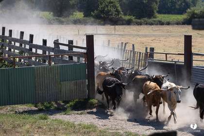 Course landaise à Panjas