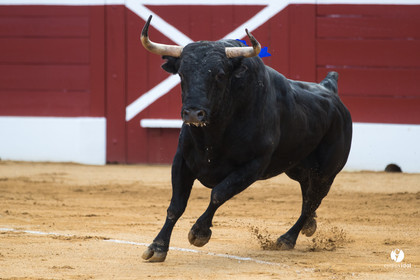 Mont-de-Marsan corrida de Jandilla pour Padilla - Talavante - Roca Rey