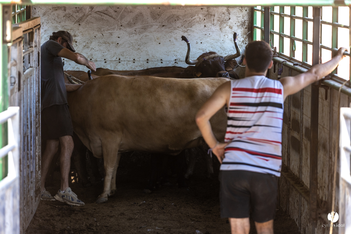 Course landaise à Panjas