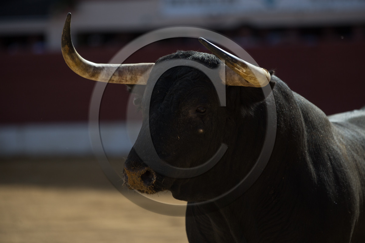 corrida, toro, vic fezensac, alcurrucen, michelito, morenito de aranda