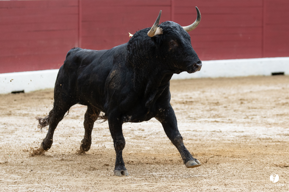 Corrida d'Aire sur l'Adour