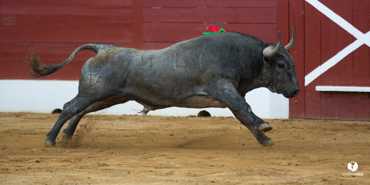 Mont-de-Marsan corrida d'Adolfo Martin