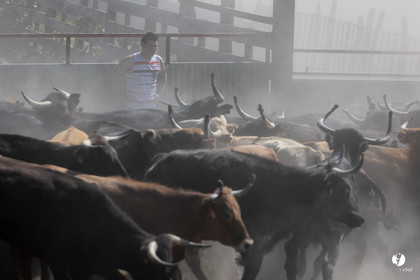Course landaise à Panjas