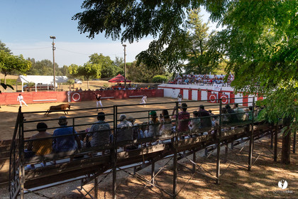 Course landaise à Panjas