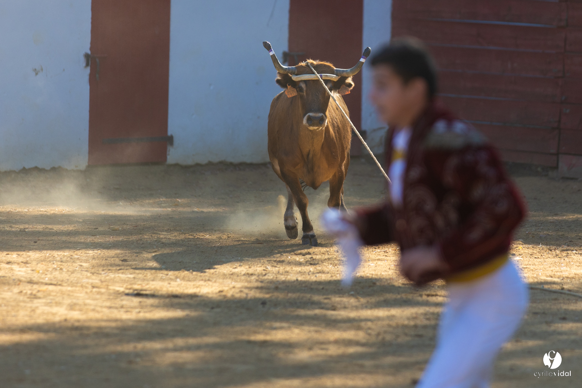 Course landaise à Panjas
