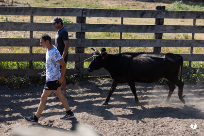Course landaise à Panjas