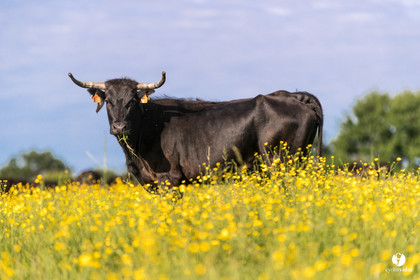 Photos du livre Ganadère landais en 2020