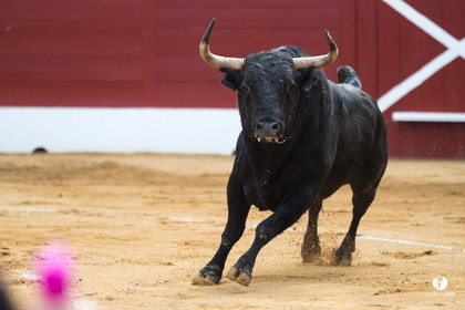 Mont-de-Marsan corrida de Jandilla pour Padilla - Talavante - Roca Rey