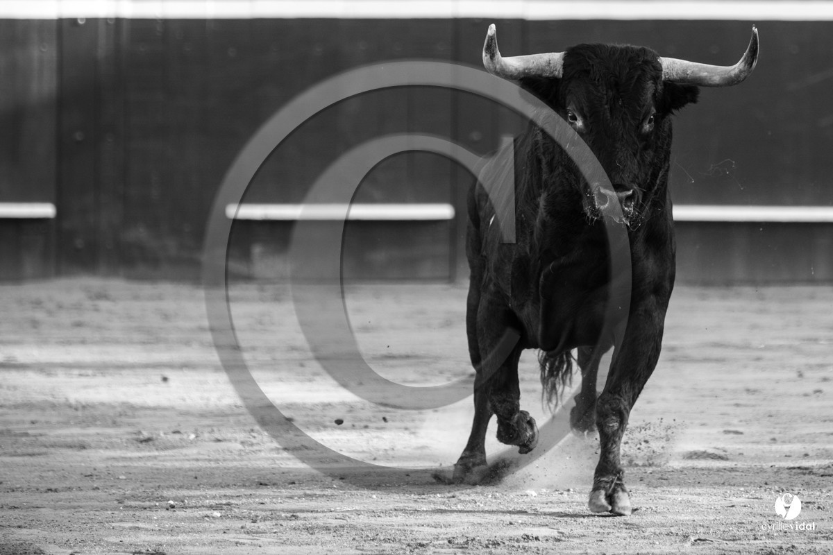 Mont-de-Marsan corrida de Dolores Aguirre pour Octavio Chacon - Pepe Moral - Juan Léal