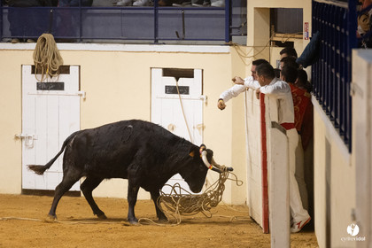 Horsarrieu course landaise du boléro d'Argent