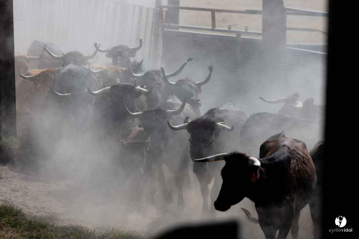 Course landaise à Panjas