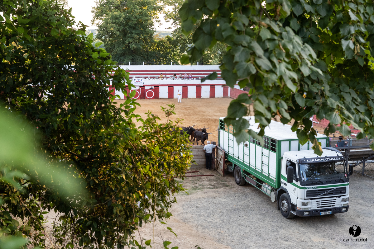 Course landaise à Panjas