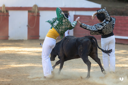 Course landaise à Panjas