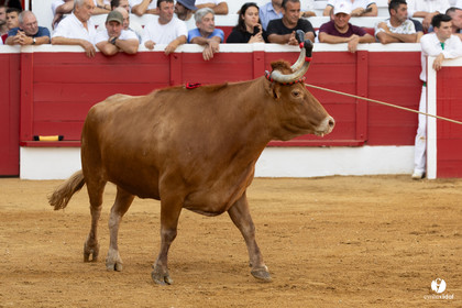 Nogaro Corne d'Or 2023