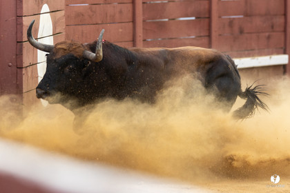 Corrida de Villeneuve-de-Marsan