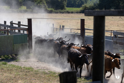 Course landaise à Panjas