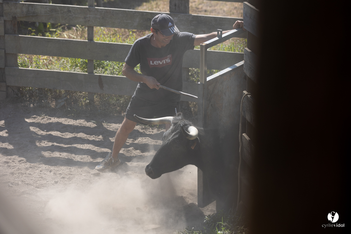 Course landaise à Panjas