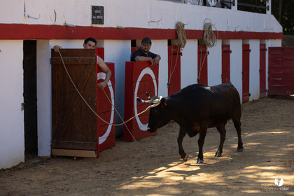 Course landaise à Panjas