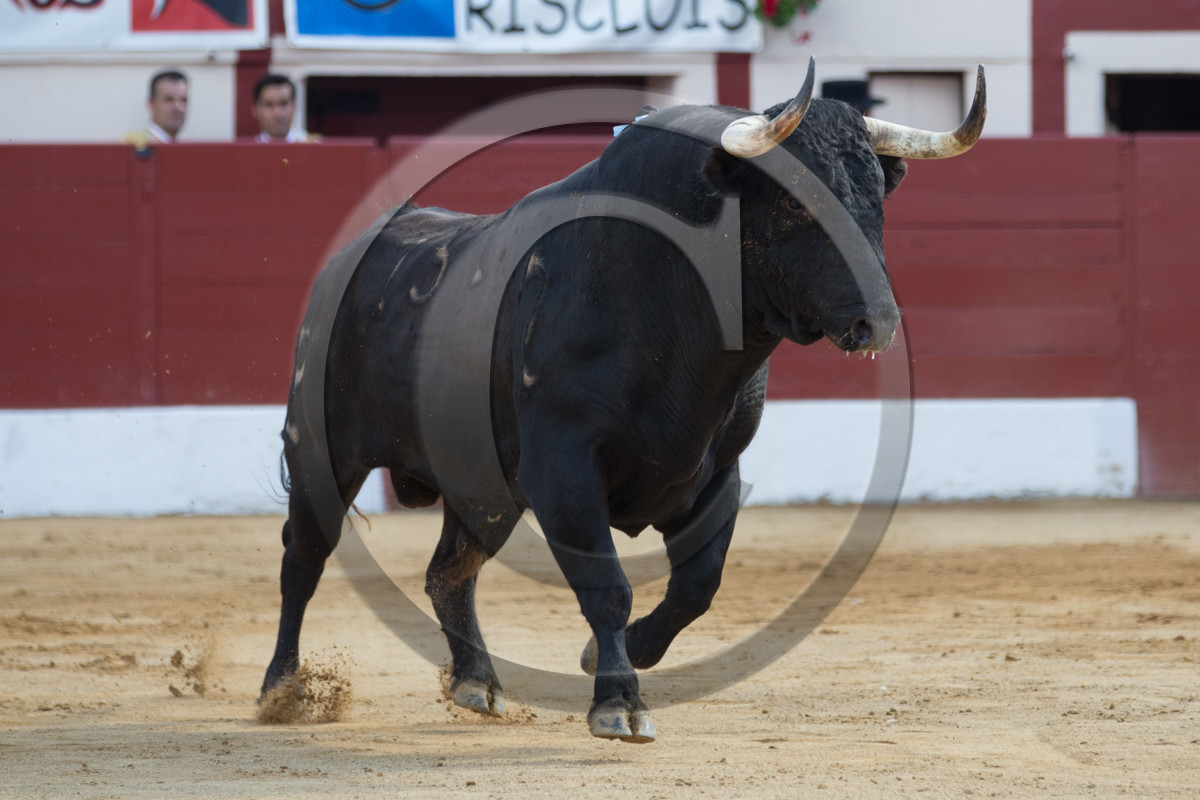 corrida, toro, vic fezensac, alcurrucen, michelito, morenito de aranda