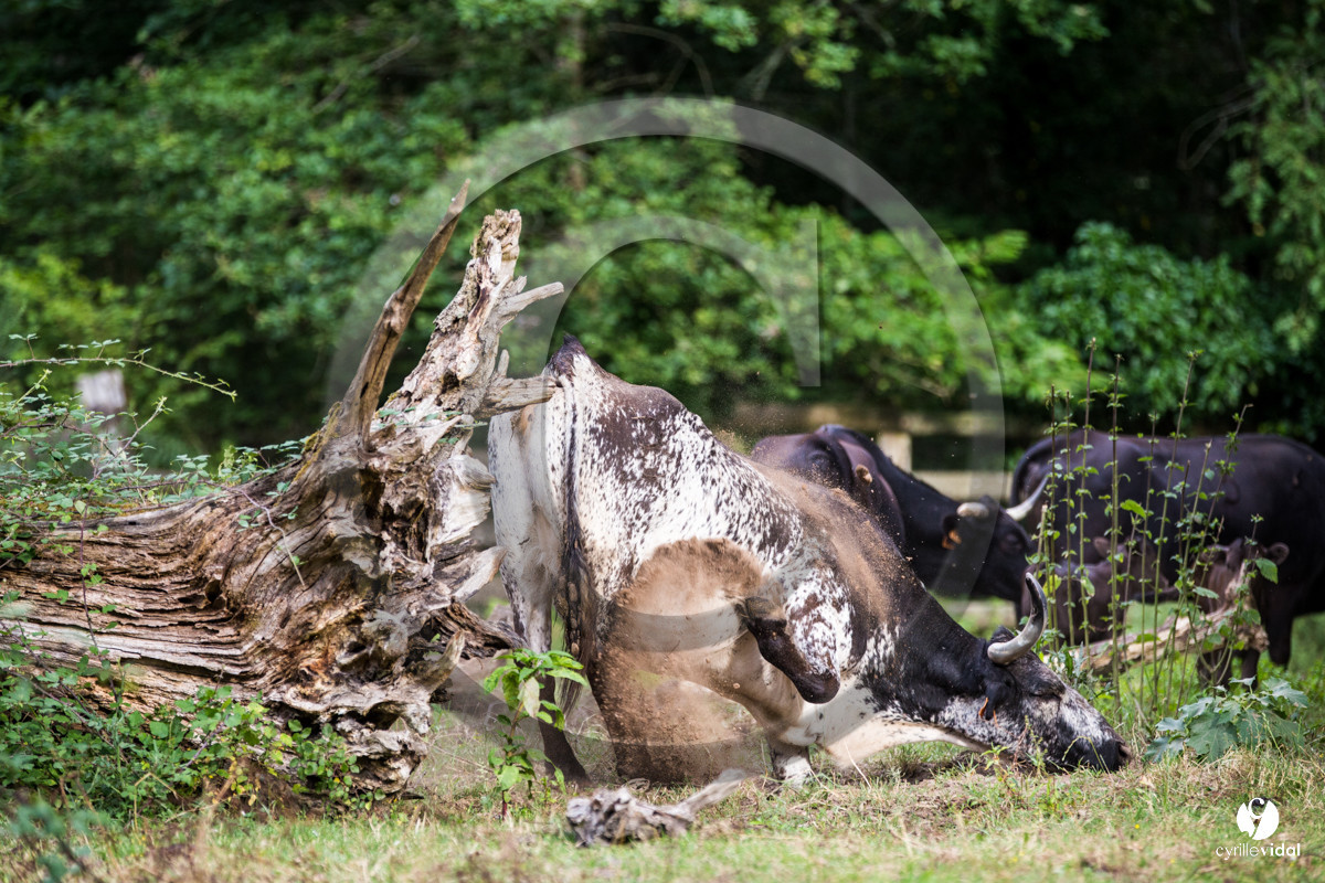 Photos du livre Ganadère landais en 2020