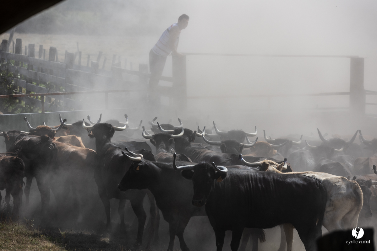 Course landaise à Panjas