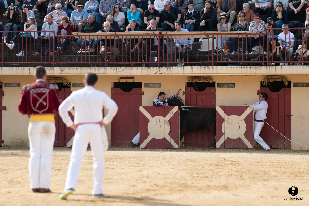 Course landaise Le Houga Ganadéria Dussau Cuadrilla Alexandre Brethes