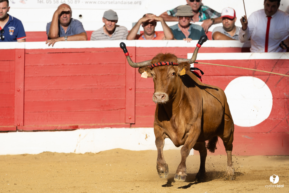 Nogaro Corne d'Or 2023
