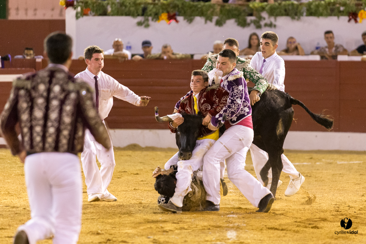 Aire sur l'Adour course landaise génération Aturine