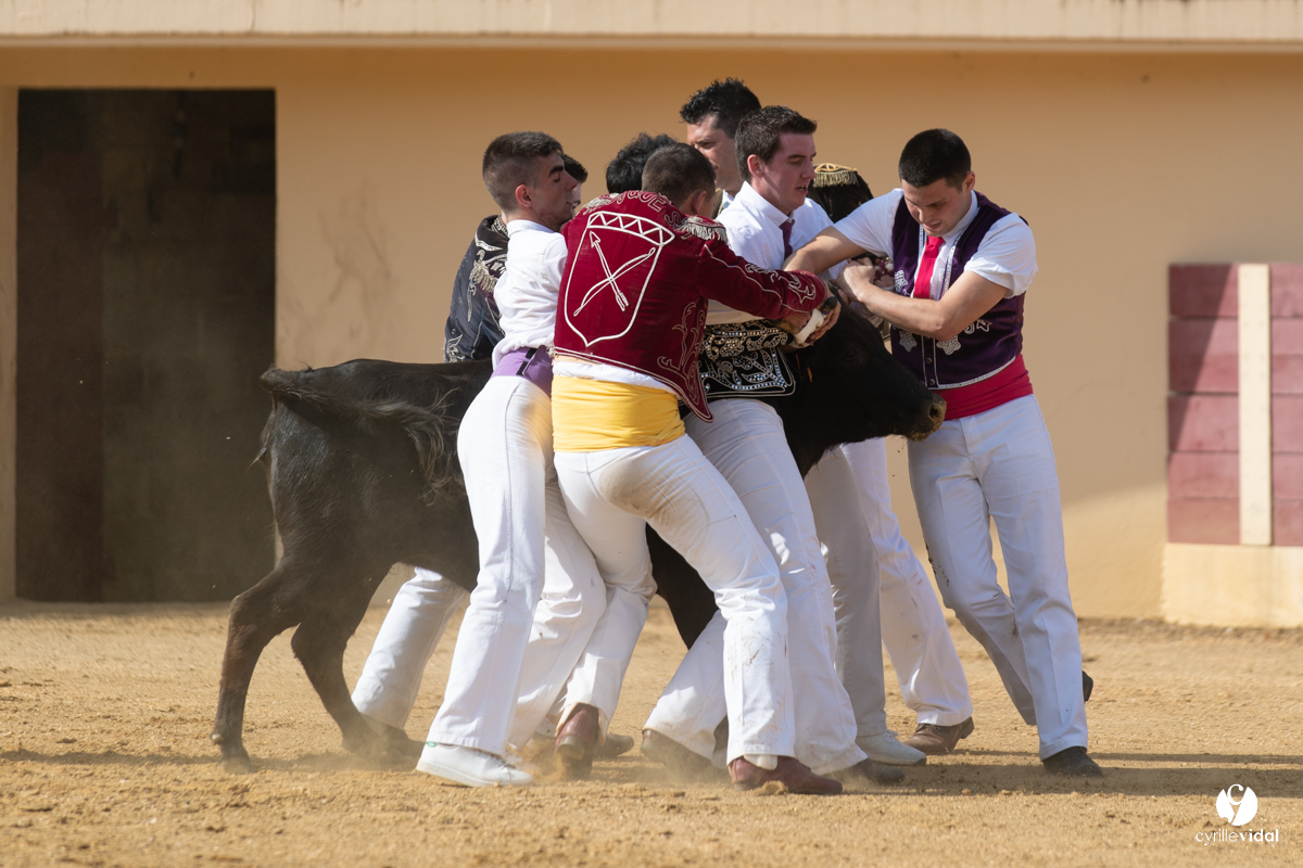 Course landaise Le Houga Ganadéria Dussau Cuadrilla Alexandre Brethes