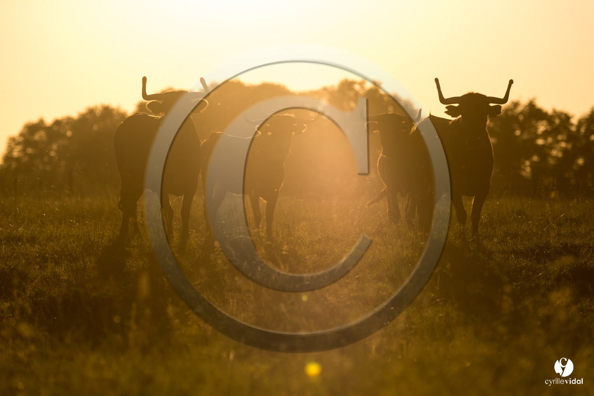 Photos du livre Ganadère landais en 2020