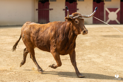 Course landaise Le Houga Ganadéria Dussau Cuadrilla Alexandre Brethes
