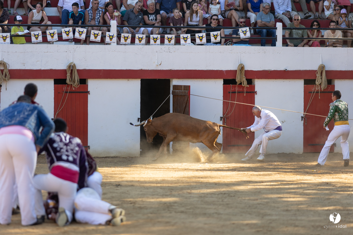 Course landaise à Panjas