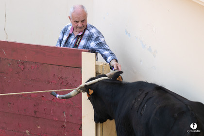 Course landaise Le Houga Ganadéria Dussau Cuadrilla Alexandre Brethes
