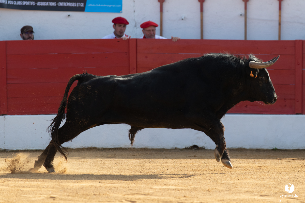 Corrida Aignan