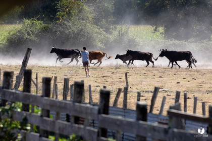 Course landaise à Panjas