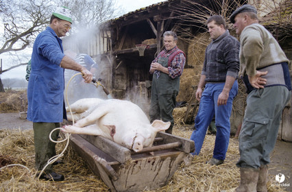 Jours de pelère