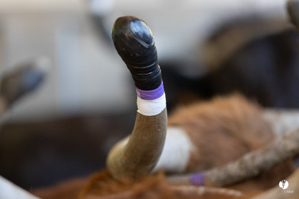 Course landaise à Panjas