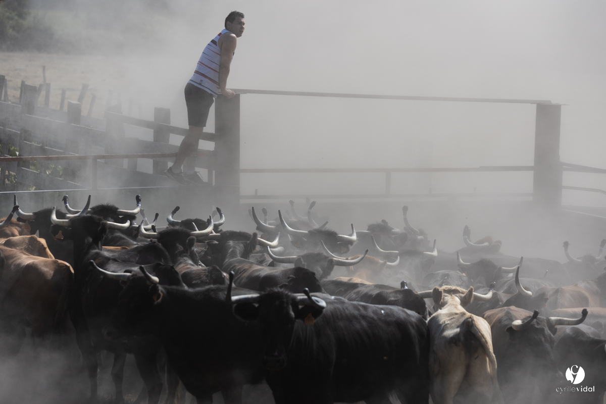 Course landaise à Panjas