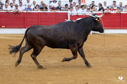Nogaro Corne d'Or 2023