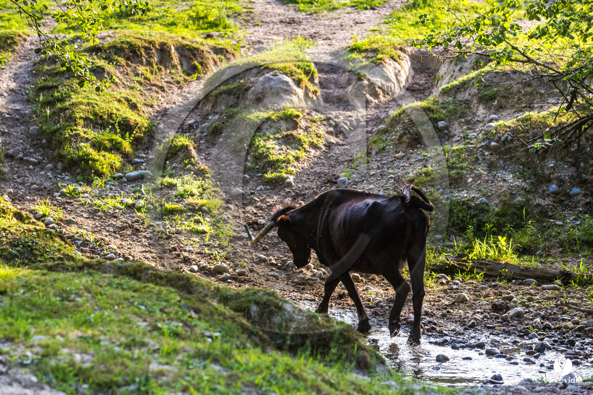 Photos du livre Ganadère landais en 2020