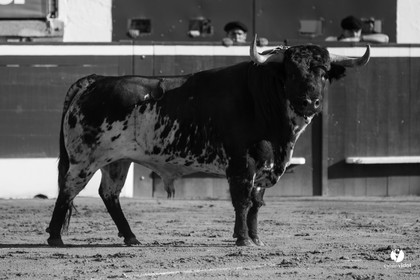 Mont-de-Marsan corrida de Dolores Aguirre pour Octavio Chacon - Pepe Moral - Juan Léal