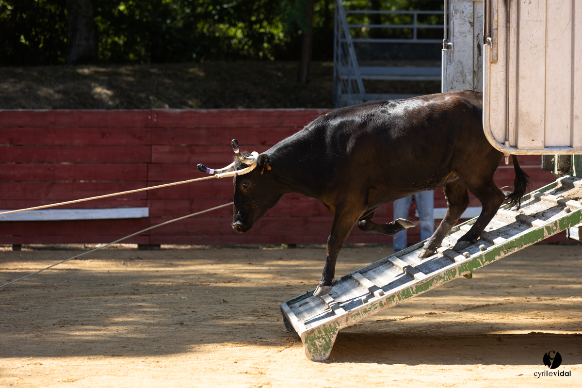 Course landaise à Panjas