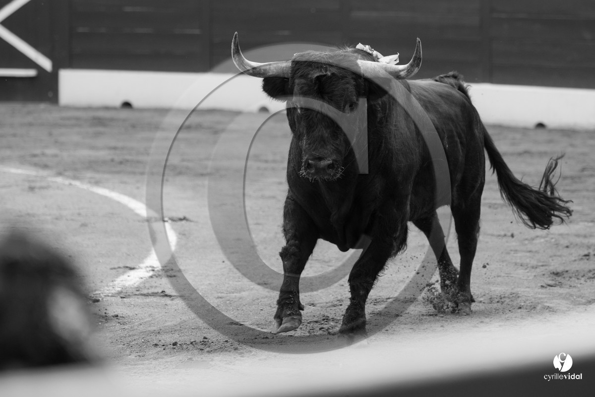 Mont-de-Marsan corrida de Dolores Aguirre pour Octavio Chacon - Pepe Moral - Juan Léal