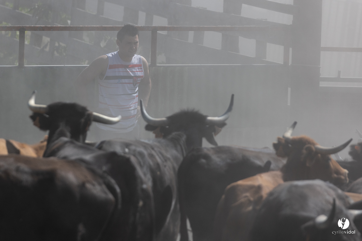 Course landaise à Panjas