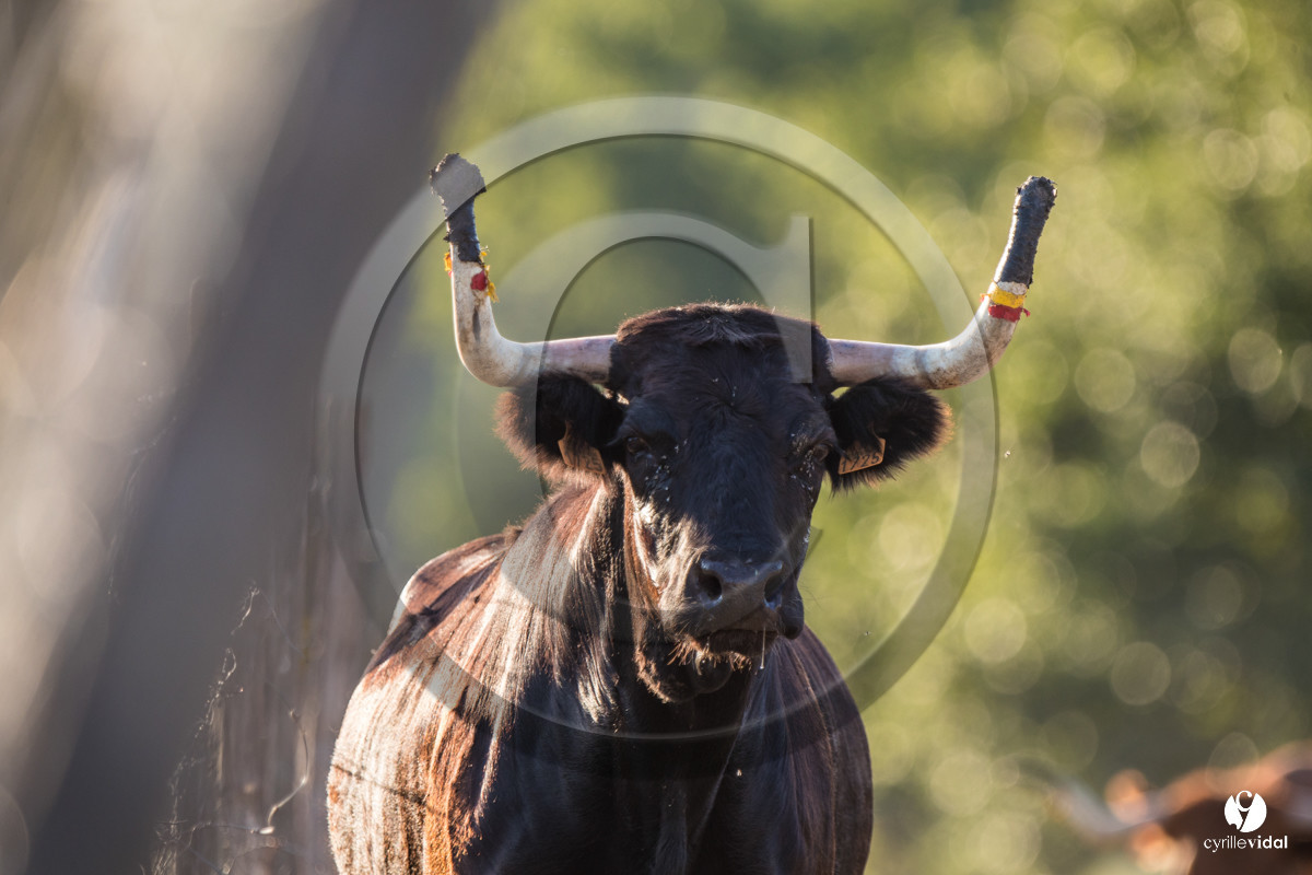 Photos du livre Ganadère landais en 2020
