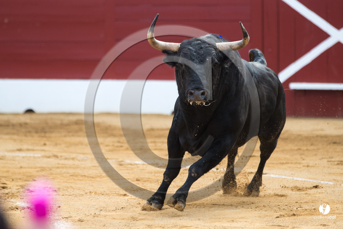 Mont-de-Marsan corrida de Jandilla pour Padilla - Talavante - Roca Rey