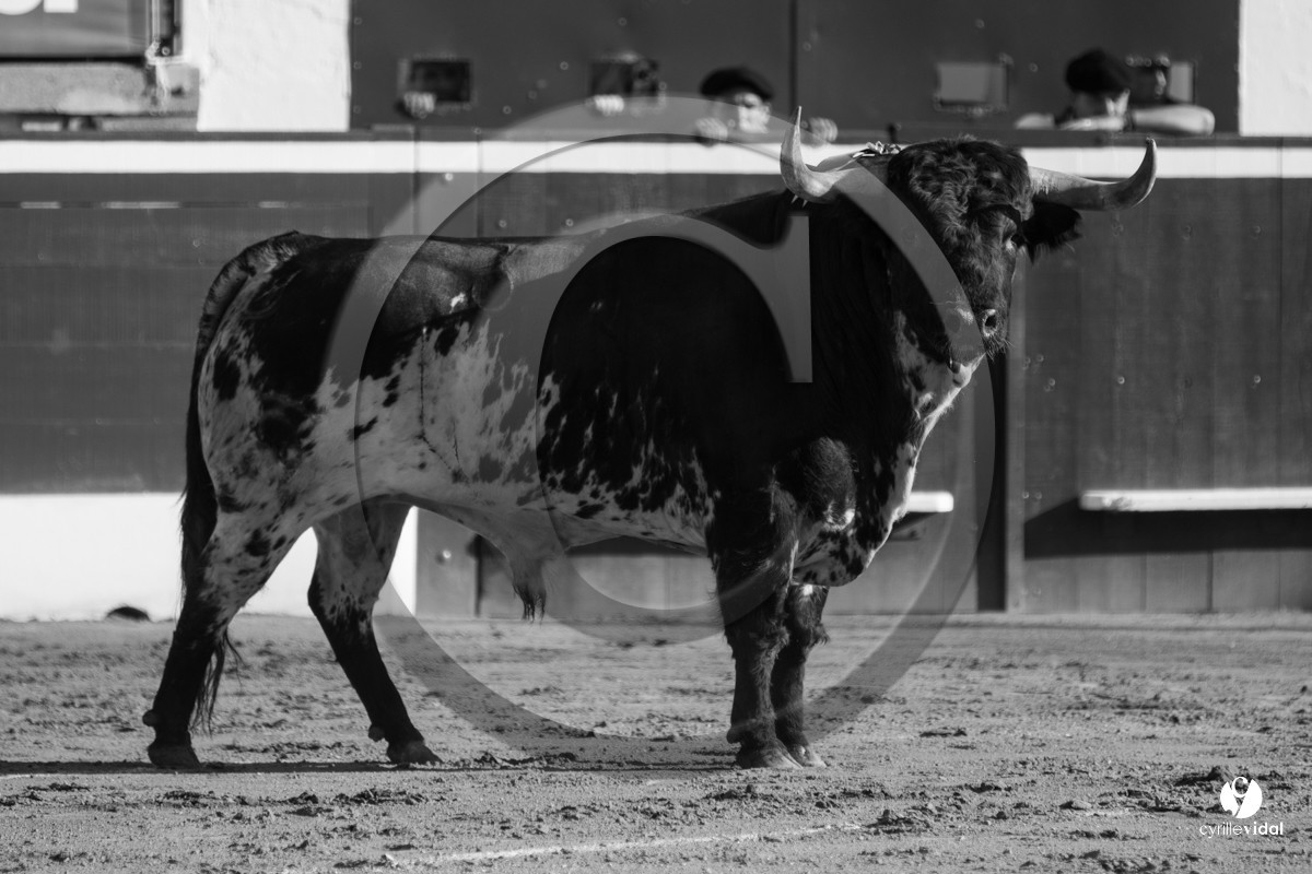 Mont-de-Marsan corrida de Dolores Aguirre pour Octavio Chacon - Pepe Moral - Juan Léal