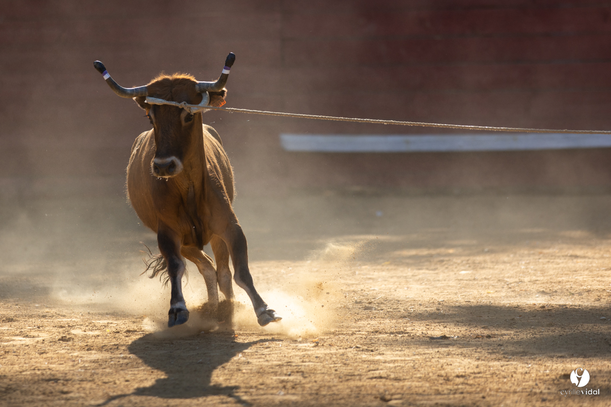 Course landaise à Panjas