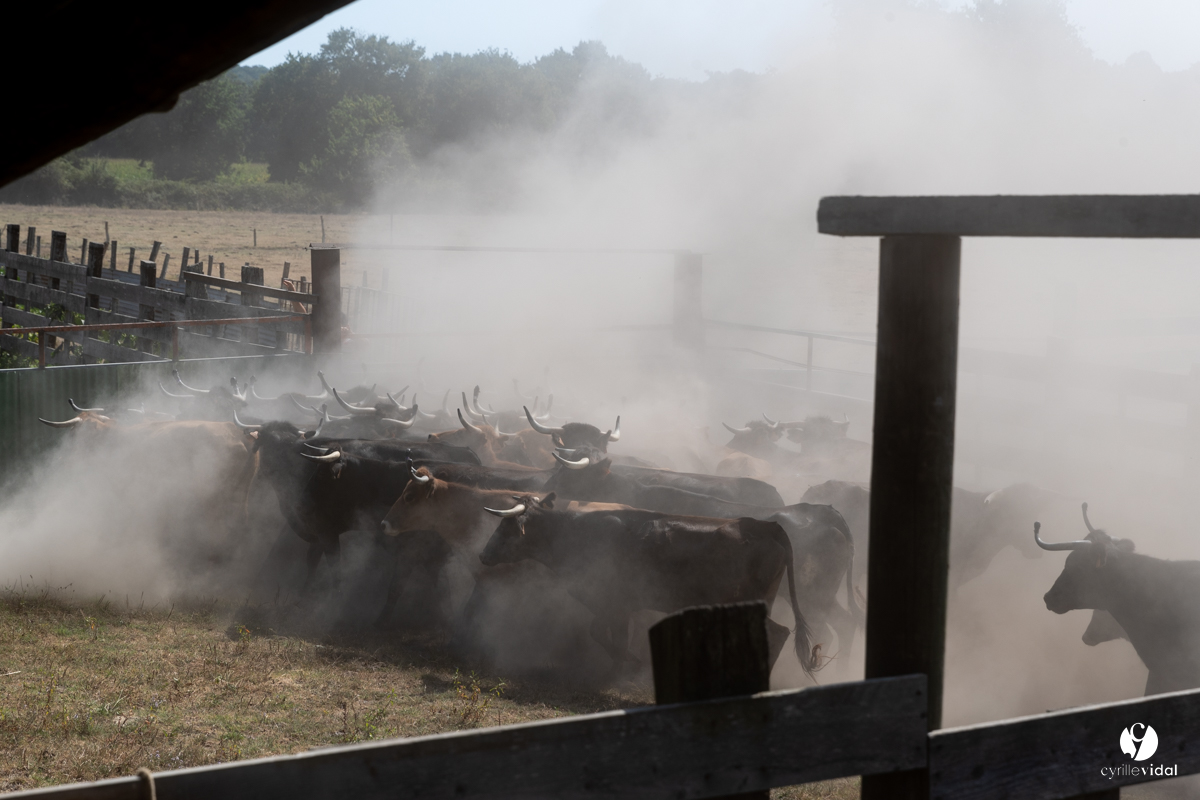 Course landaise à Panjas