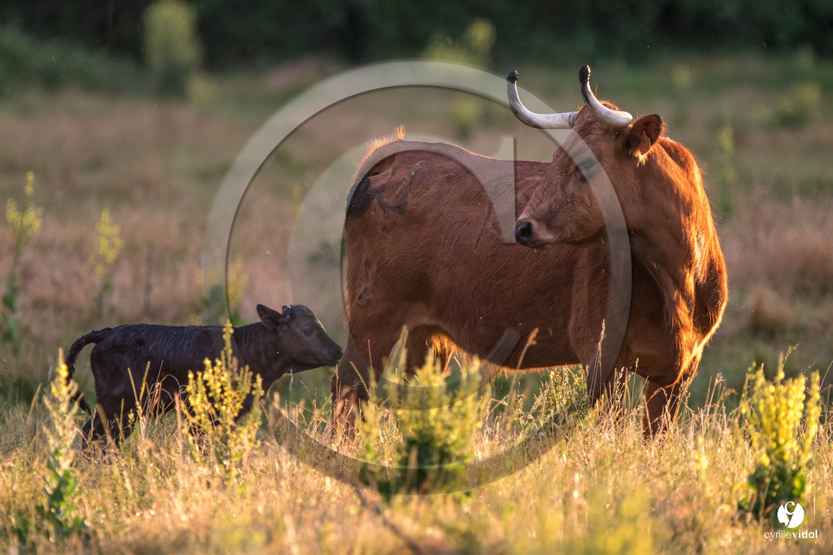 Photos du livre Ganadère landais en 2020